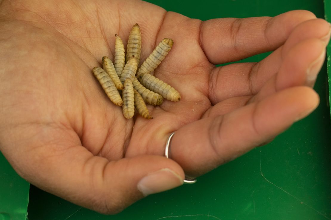 Black soldier fly larvae.